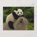 Search for pete cards Ailuropoda melanoleuca