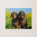 Search for dachshund puzzles Animal