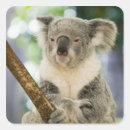 Search for queensland stickers Oceania