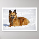 Search for shepherds posters Snow