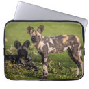 Search for wild dog electronics Dogs
