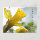 Search for blumen postcards Floral