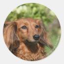 Search for long haired dachshund stickers Bob and pam langrish