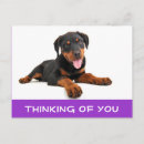 Search for rottweiler puppy postcards Dog