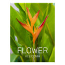 Search for heliconia posters Flower