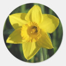 Search for beautiful spring stickers Flower