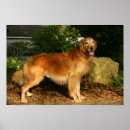 Search for goldie posters Flat coated golden
