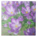 Search for crocus tiles Nature