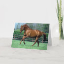 Search for stallions cards Wild horse