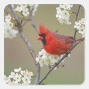 Search for northern cardinal stickers Nature