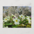 Search for primroses Primula