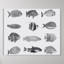 Search for tropical fish posters Coastal
