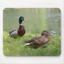 Search for wild duck electronics Nature