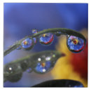 Search for ladybird tiles Red