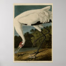 Search for whoops posters Bird