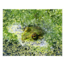 Search for reptile eye art Amphibian