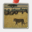 Search for kenya christmas tree decorations Nature