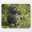 Search for mountain mouse mats Herbivore