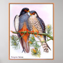 Search for peregrine falcon posters Animals