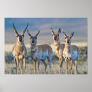 Search for antelope posters Antilocapra americana