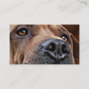 Search for emergency contact business cards Cats