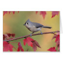Search for tufted Bird
