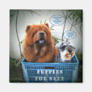 Search for precious magnets Dog