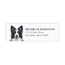 Search for border collies return address labels Black and white