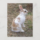 Search for speckle postcards Animal