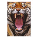 Search for bengal tiger posters Big
