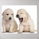 Search for yawn posters Dog