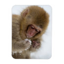 Search for monkey pic magnets Wildlife