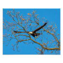 Search for bird freedom posters Sky