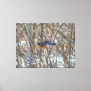 Search for robin canvas prints Bird lover