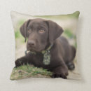 Search for chocolate lab cushions Cute