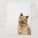 Search for spitz dog postcards Dogs