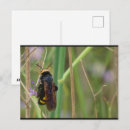 Search for stalk postcards Wildlife