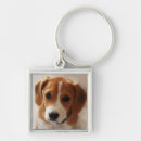 Search for beagle puppy key rings Domestic animals