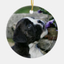 Search for brindle boxer dog christmas tree decorations Canine photographer