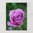 Search for bud postcards Purple