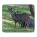 Search for does photography Wild animals
