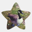 Search for bird star stickers Black