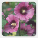 Search for purple hibiscus flower stickers Floral