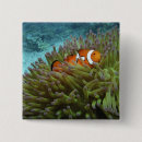 Search for windflower badges Coral reef