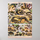 Search for snake posters Science