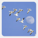 Search for chuck stickers Bird