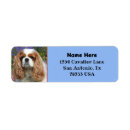 Search for dog breeder return address labels Pet