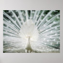 Search for peacock decor posters White peacocks