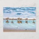 Search for piper postcards Beach