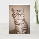 Search for blue hair cards Cat